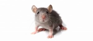 Grey-mouse-isolated-on-white-background_cropped-copy