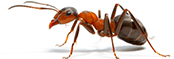 על ההבדל בין טרמיטים לנמלים