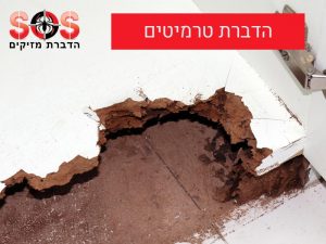 הדברה נגד טרמיטים בעץ